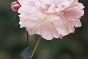 Should You Deadhead Peonies - How to prune tree peonies