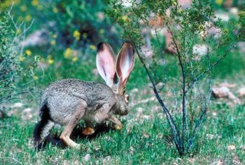 rabbits jack eat between jackrabbits cottontail eating snowshoe plants cycle rabbit cherry tree keep tomato hares away vs animals difference