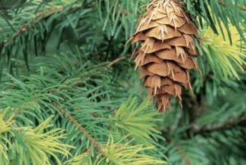 How do you trim a pine tree?