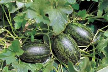 watermelon vines plants vine watermelons grow clip melons sweet but produce them fruit when weed overlap often each need there