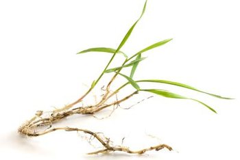 What is a good way to prevent crabgrass?