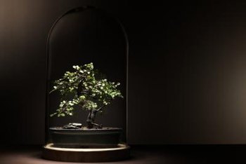 What causes a bonsai tree to lose leaves?