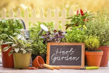 Why Are My Herbs Turning Yellow Home Guides Sf Gate You Must Move Herbs To Larger Pots As They Grow