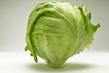 head iceberg lettuce