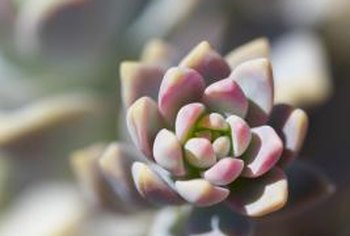 Full-Sun Succulents | Home Guides | SF Gate