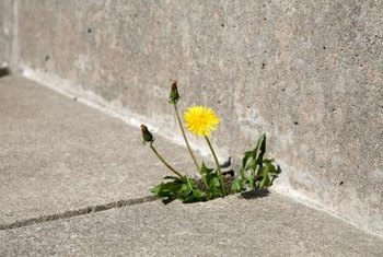 weeds grass growing cracks crack sidewalk weed pavement baking soda stop concrete kill patio grow cement removing flower between driveway