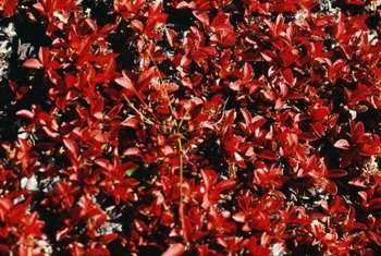 What is involved with transplanting a burning bush?