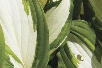 When can you transplant hostas?