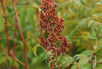 sumac red seed grow clusters berries autumn hard leaves trees fruiting sumacs decorative offer berry yellow getty tree