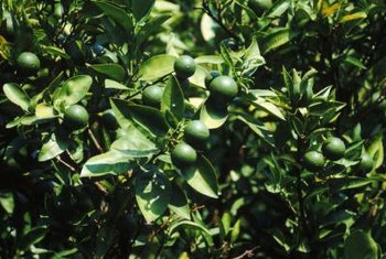 grapefruit tree thorns