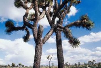 joshua germinate yucca tree trees brevifolia palm trimming branching aren afraid certainly produce branches young years getty