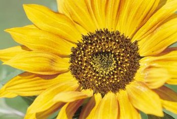 How many petals does a sunflower have?