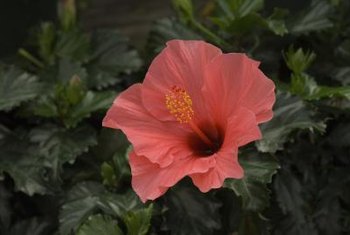 How do you plant hibiscus?