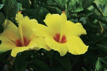 How do you treat hibiscus plants for pests?