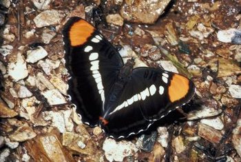 eggs oak trees butterfly sister california butterflies lays lay exclusively its getty