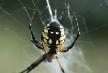 How do you kill spiders around the home without pesticides?