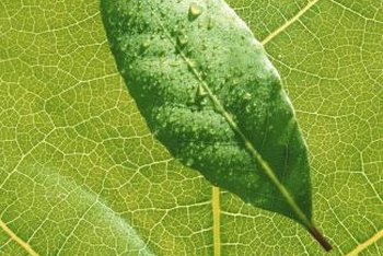 Plant Diseases on a Laurus Nobilis  Home Guides  SF Gate