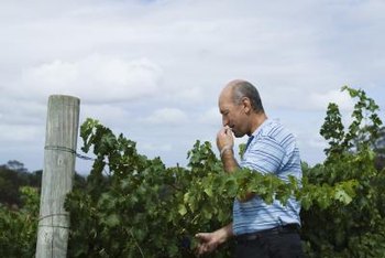 grape vine training systems