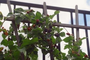 What type of mulch is best for blackberries?