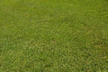 Can Yellow Sod That Is Newly Laid Recover? | Home Guides | SF Gate