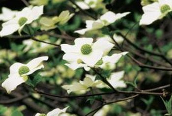 What is a dogwood tree?