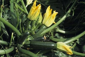 When Do Zucchini Plants Start to Vine? | Home Guides | SF Gate