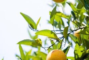 orange tree calamondin trees leaves yellow sour ornamental care excavate considered preserves oranges fruit makes grow easy getty