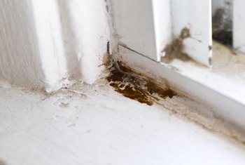 Image result for Hire Professionals To Get Rid Of Mold