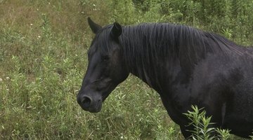 Equine chiroprators and acupuncturists provide alternative care to horses.