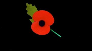 The poppy is the symbol of Remembrance Day.