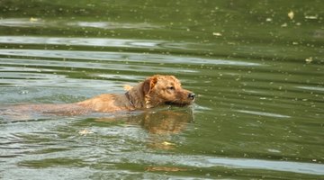 Example of using a possessive in a sentence: The dog's fur was stinky after his dip in the stagnant pond.