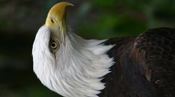 The eagle is a popular school mascot for colleges and high schools.