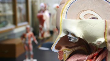 Close-up of anatomical model's head.