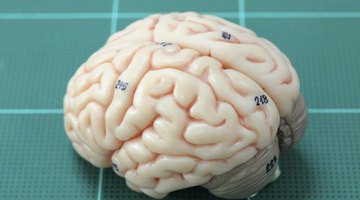 A model of the human brain on a grid.