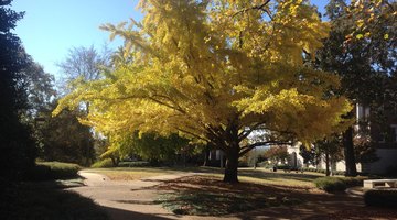 Ginkgo Tree by Munger Hall