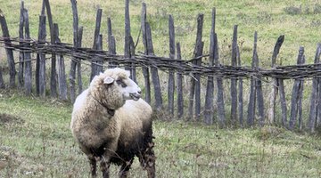 Sheep industry in Colonial America