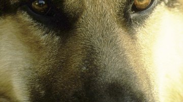 Schools are legally allowed to use dogs to sniff for illegal drugs in school hallways.
