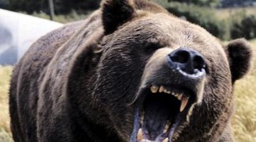 A bear can growl and chase you, and you'll need a compound predicate to tell the tale.