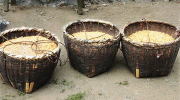 Baskets of corn