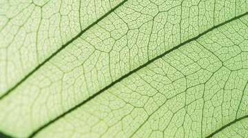 Cells in the leaf use the sun's energy to make sugars.