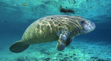 Aquariums hire biology majors to work with marine animals.