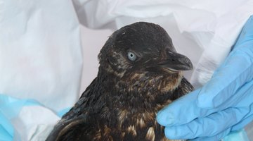 When oils spills occur, wildlife rehab volunteers and experts are called into action.