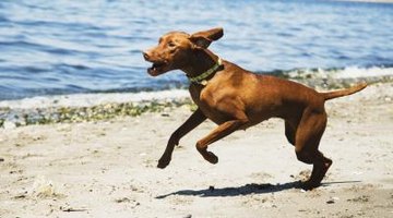 If you want to tell someone your dog did two things at once, you need a compound predicate.