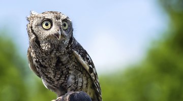 The screech owl is a powerful medicine totem for the Cherokee.
