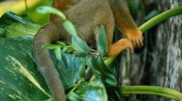 Studies of the squirrel monkey's adaptation to human encroachment make excellent dissertations.