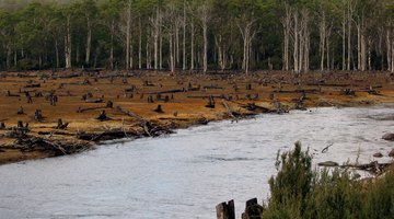 The History of Deforestation
