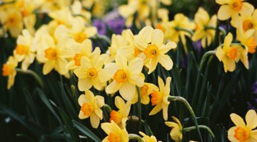 Do not capitalize flower common names, such as daffodil, in the middle of sentences.