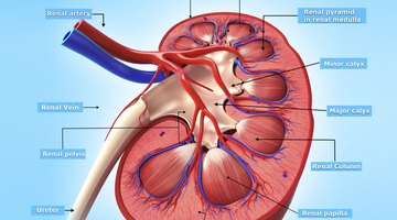 What Foods Are Good for Kidney Function? | Healthfully
