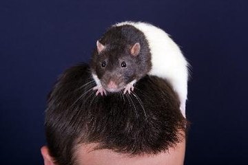 Rat on a head image by Maslov Dmitry from Fotolia.com Like any other pet, rats can transmit diseases to humans.