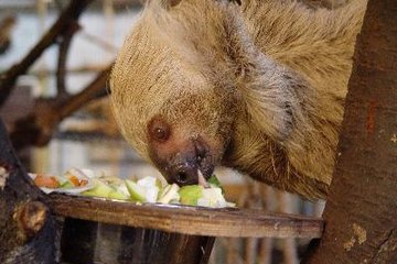 How Do Sloths Have Sex 109